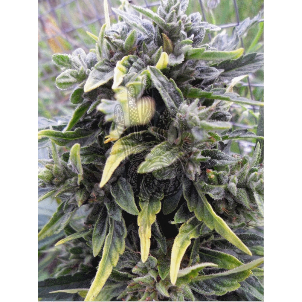 AUTO AK-47 Regular
