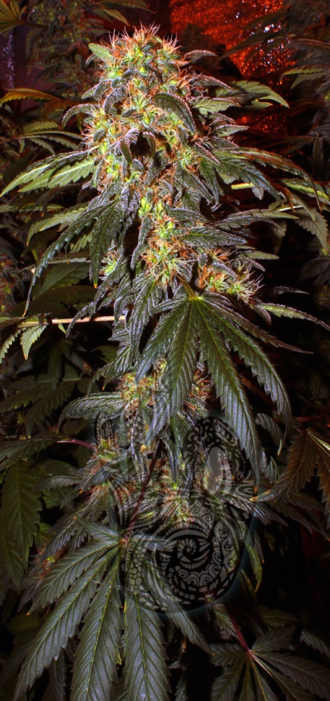 Mountain Kush 100