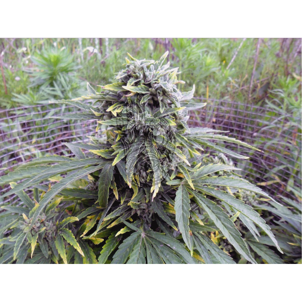 AUTO AK-47 Regular