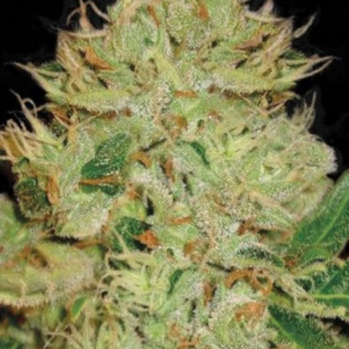 Auto Big Bud