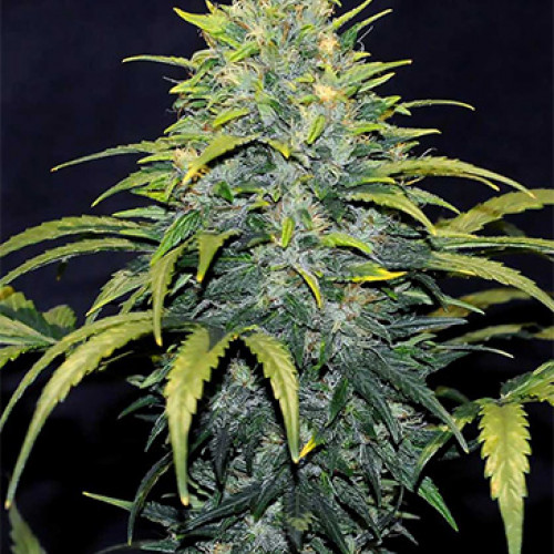 Auto Bruce Banner