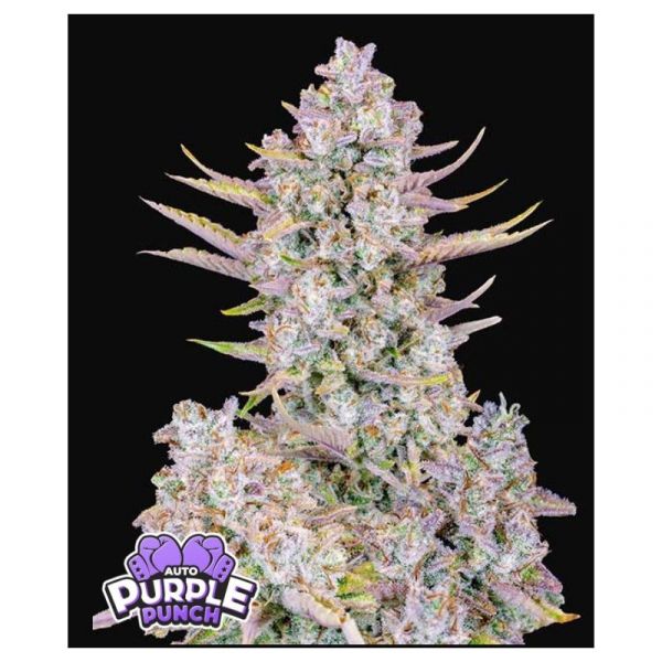 Auto Purple Punch
