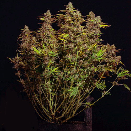Auto Purple Punch