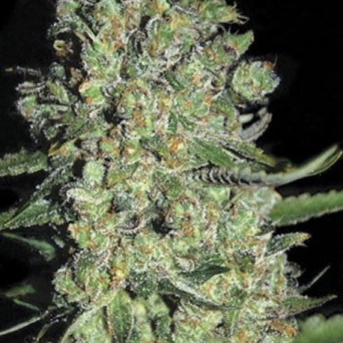 Chronic