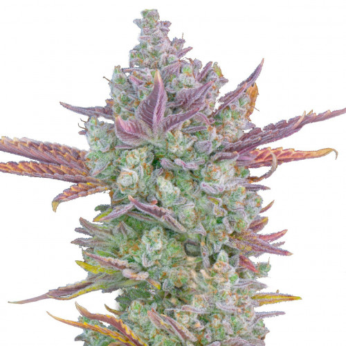 Gorilla Cookies