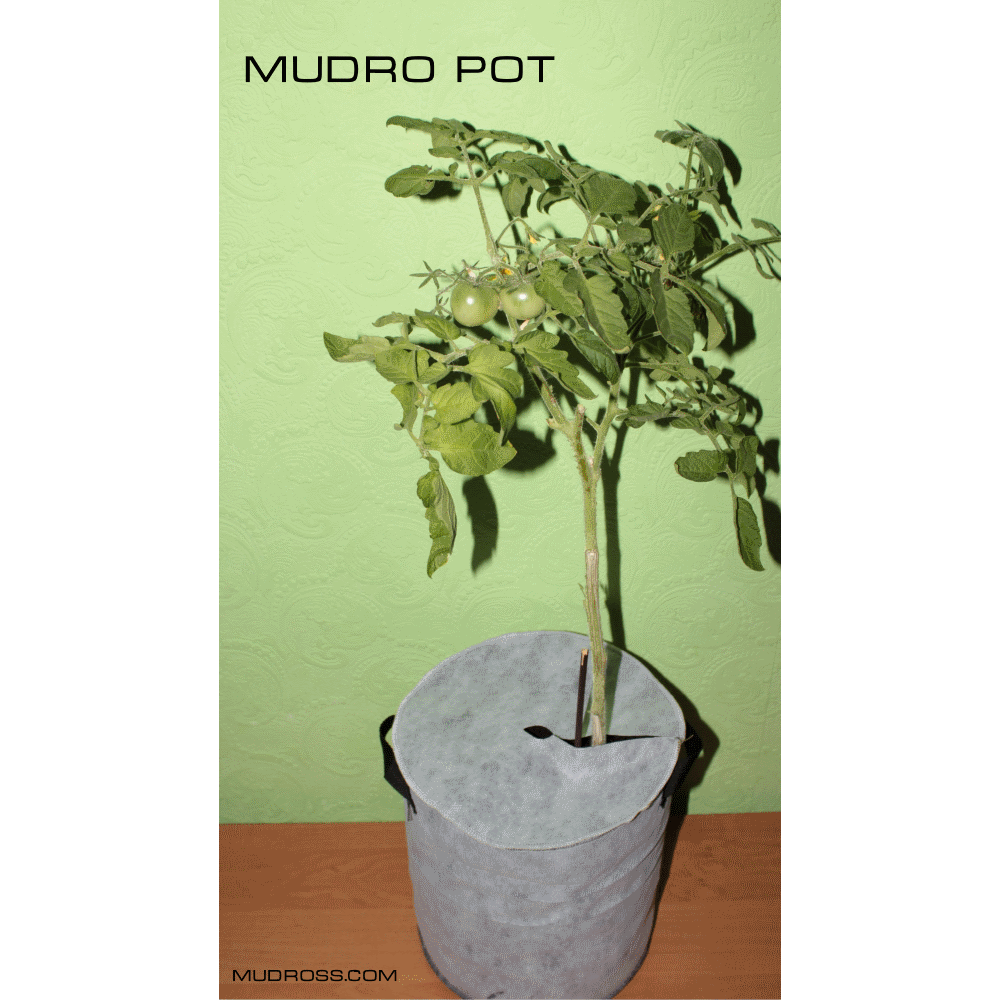 Mudro Pot 7