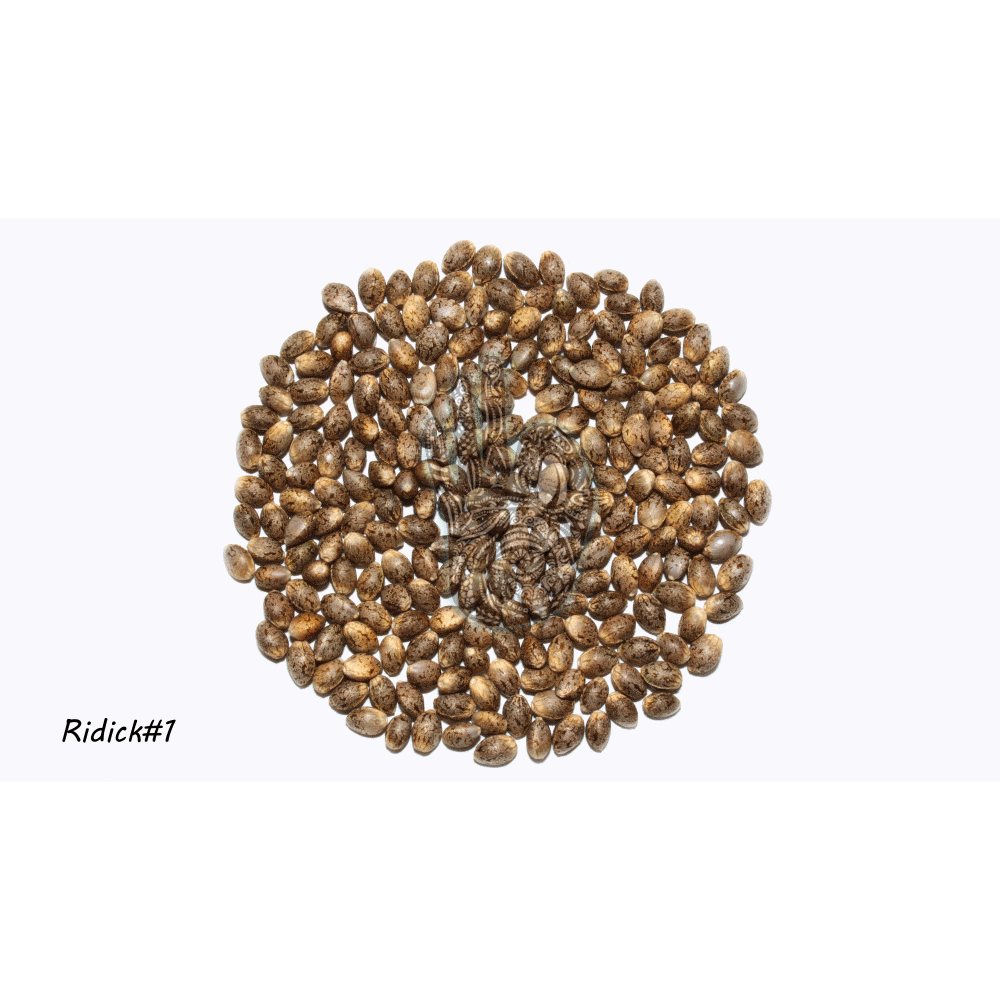 Ridick
