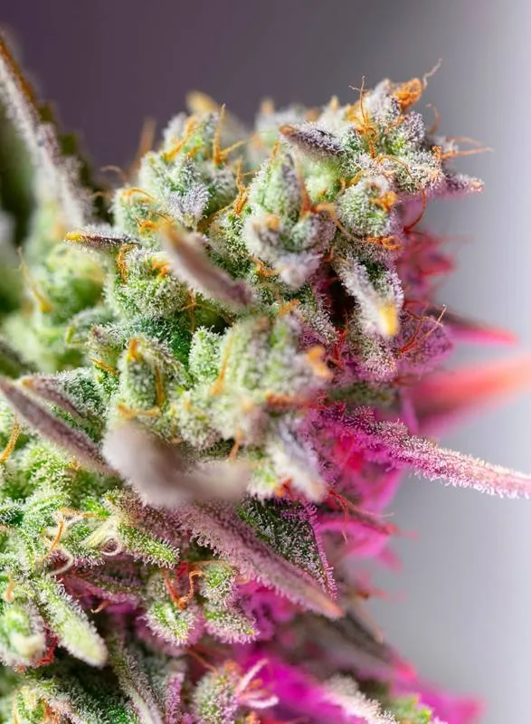 Sweet Mimosa